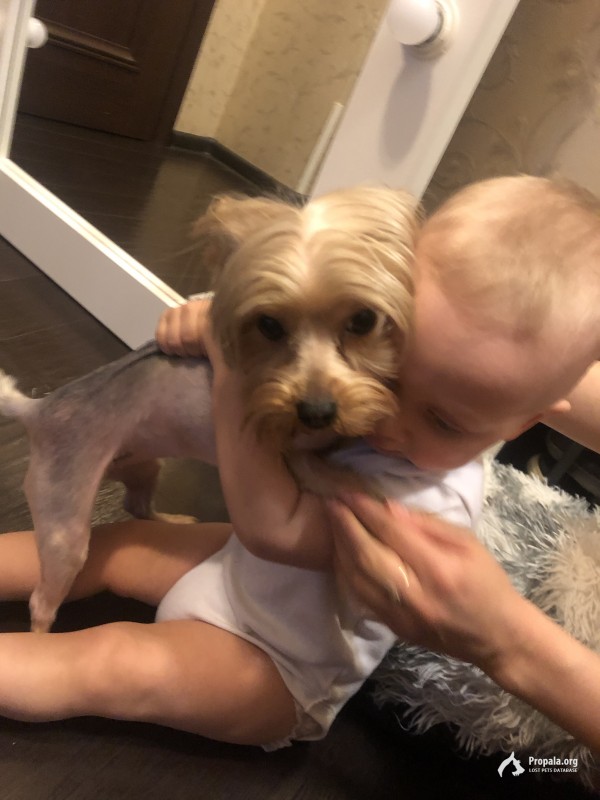 Пропал йоркширский терьер (девочка)