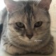 Пропала кошка