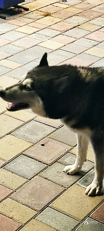 Найдена Хаски, девочка с разными глазами, молоденькая