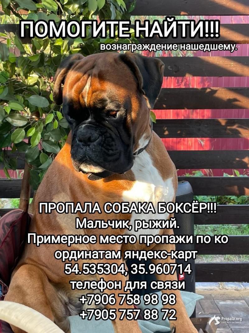 Потерялась собака в лесу под Калугой