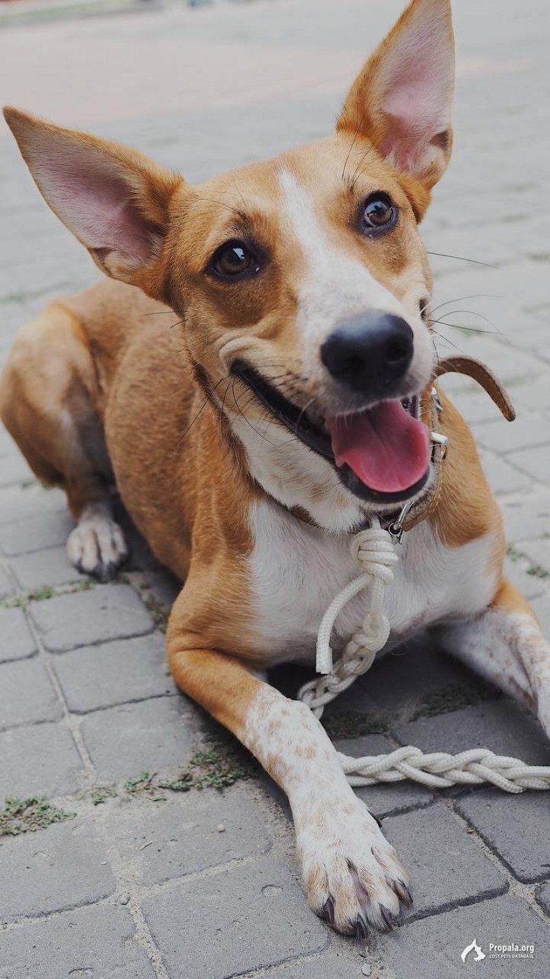 Нашли собаку