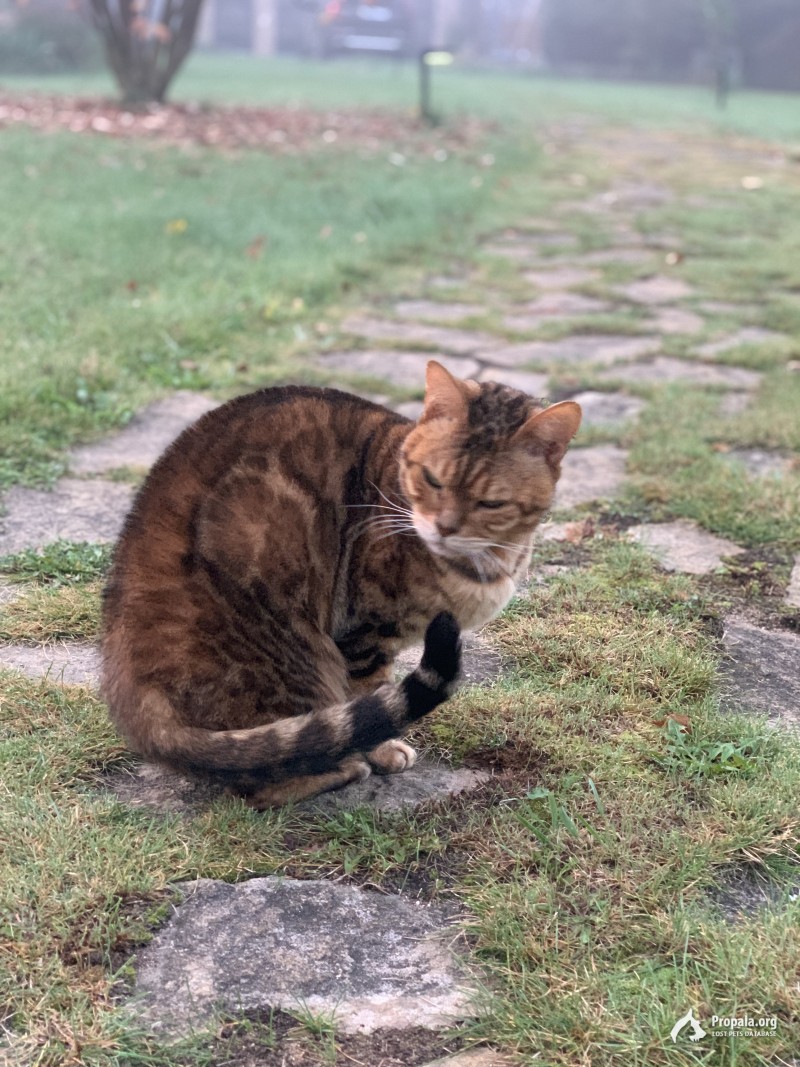 Пропал кот! Помогите найти