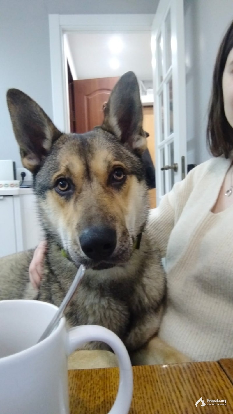 Найден пес. Химки