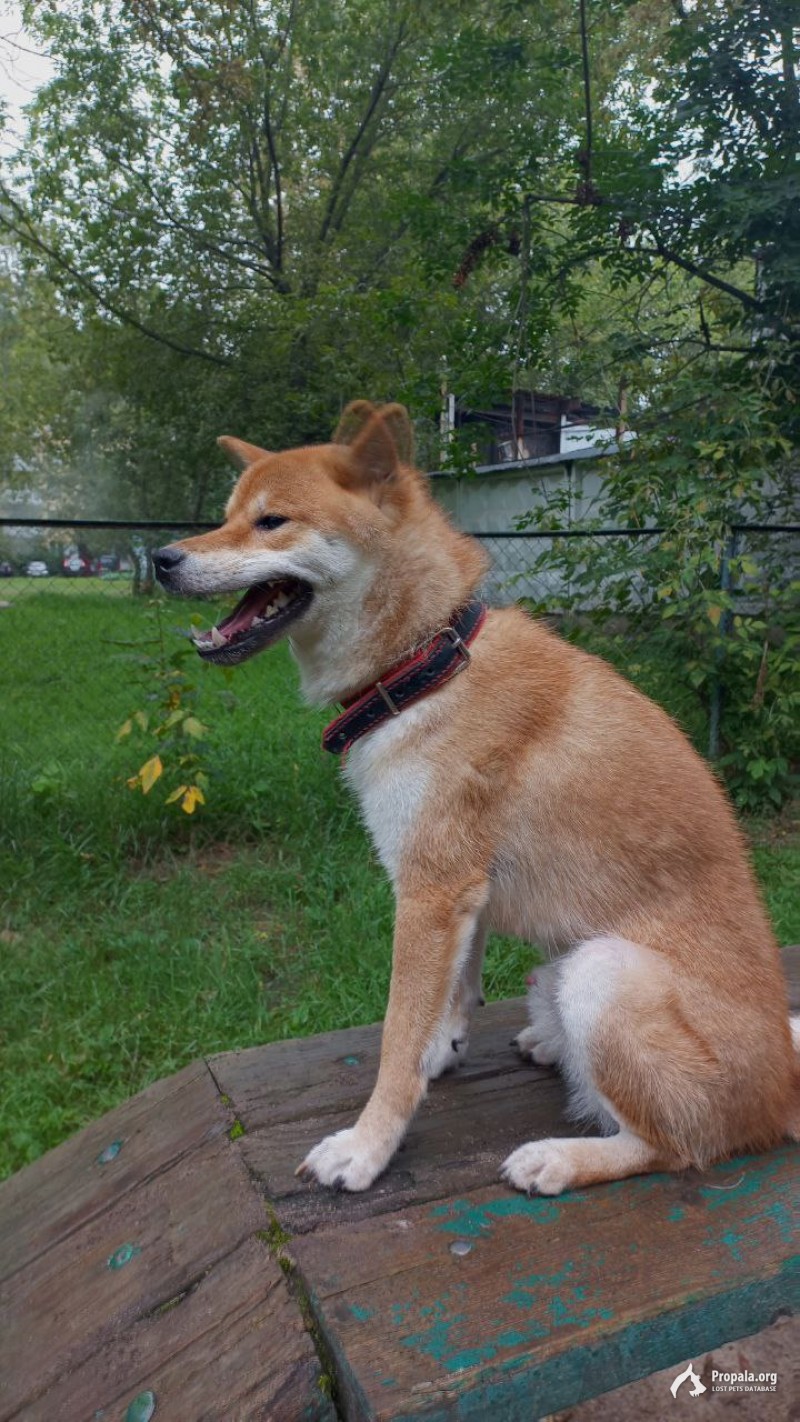 Пропал кобель шиба-ину Измайлово!