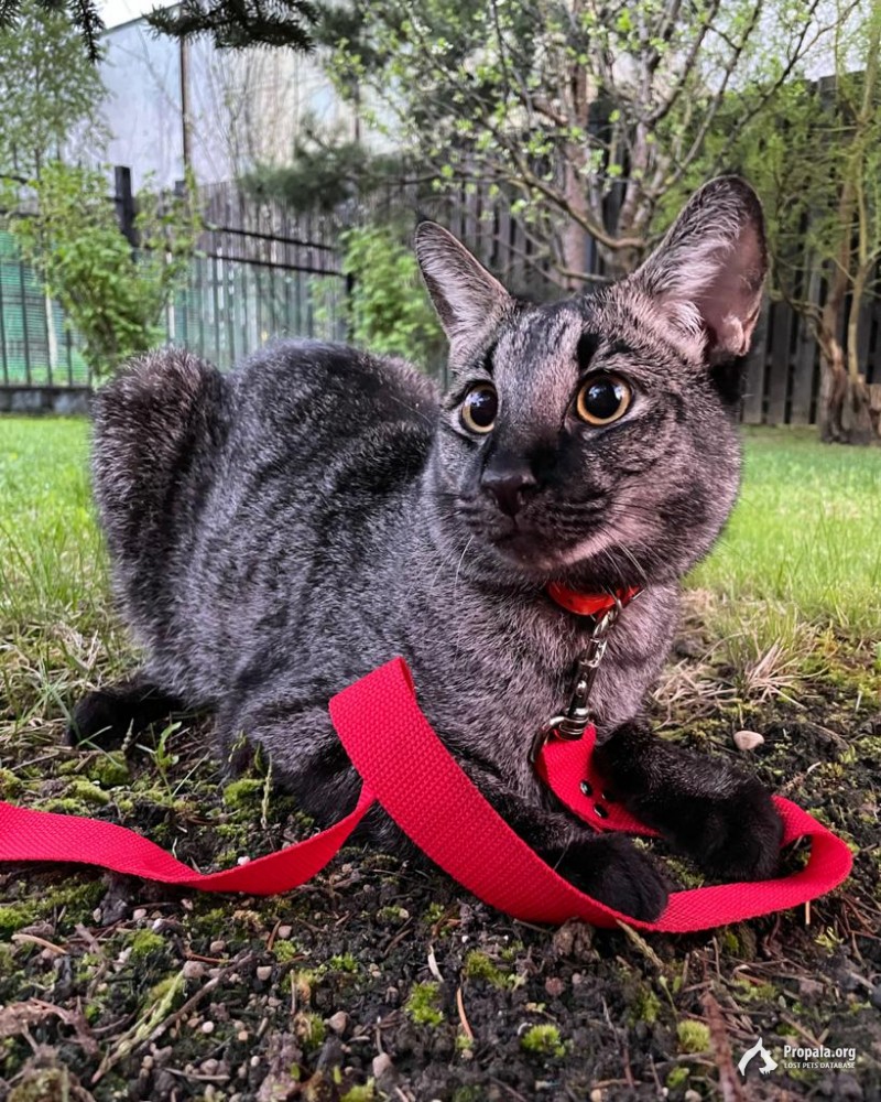 В РОЗЫСКЕ ►►► Чаузи ◄◄◄