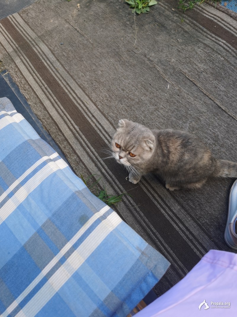 Найдена кошка