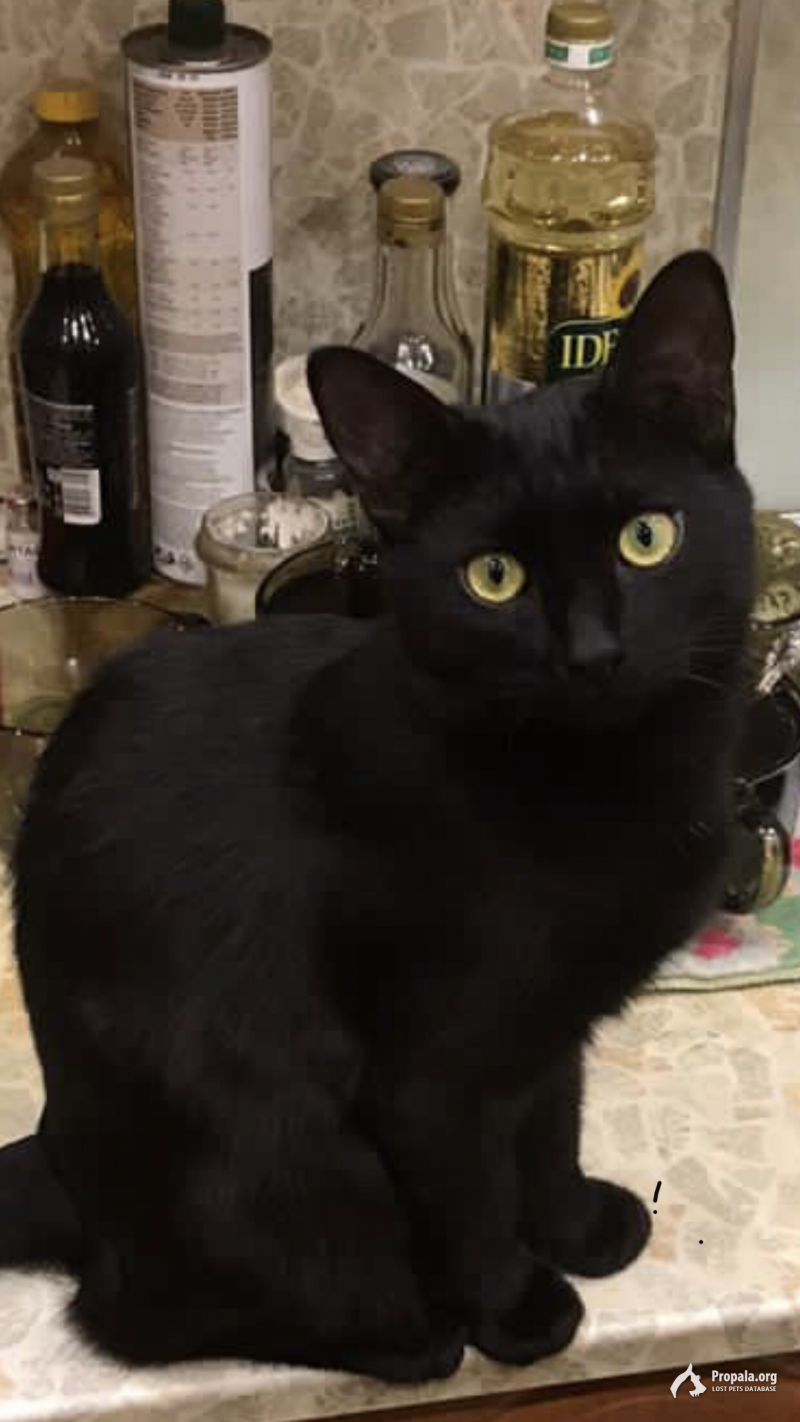 Потерялся чёрный кот. 8 месяцев. 
