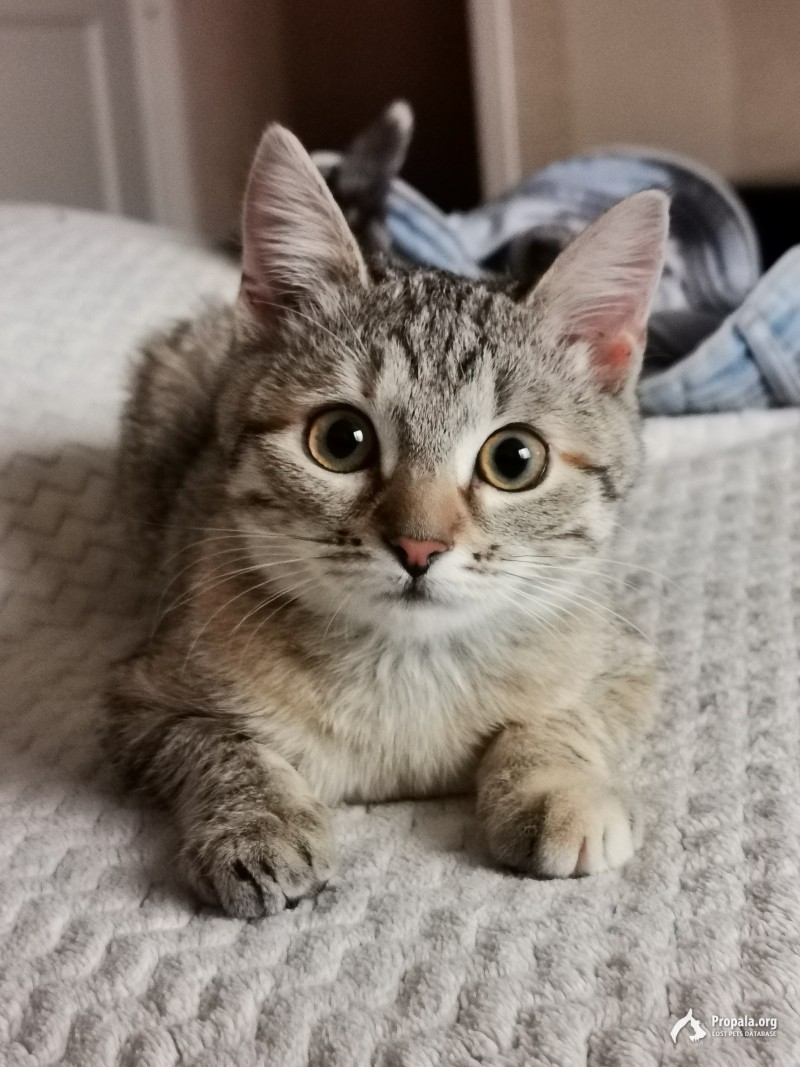 Пропала любимая кошечка