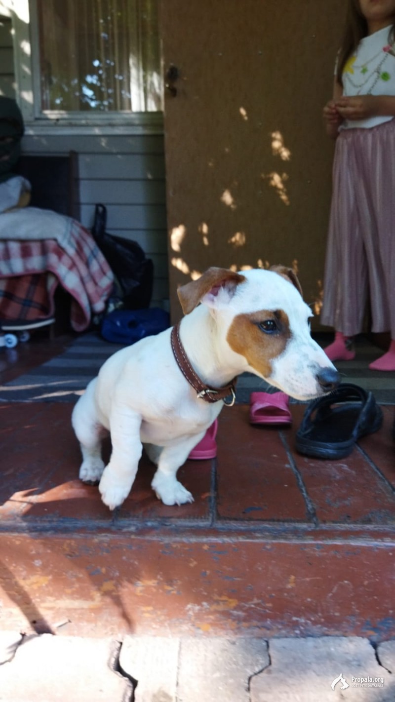 Пропал щенок джек расл 02.07.2022г.