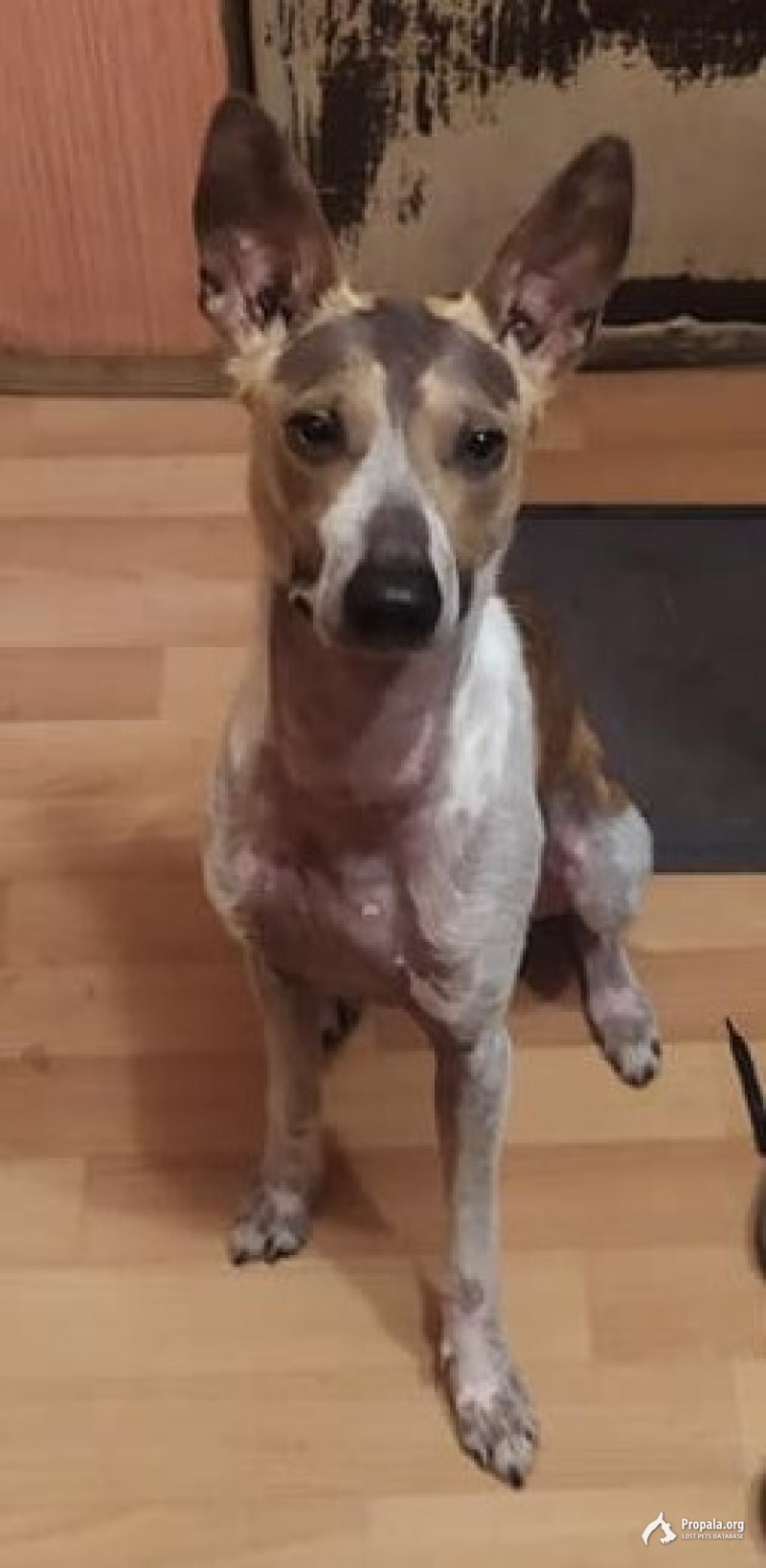 Пропала собака, Щукино