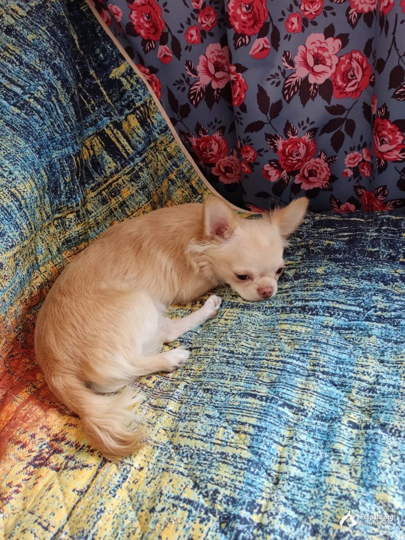 Пропала в районе Богатырского Проспекта.