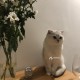 Пропал белый кот