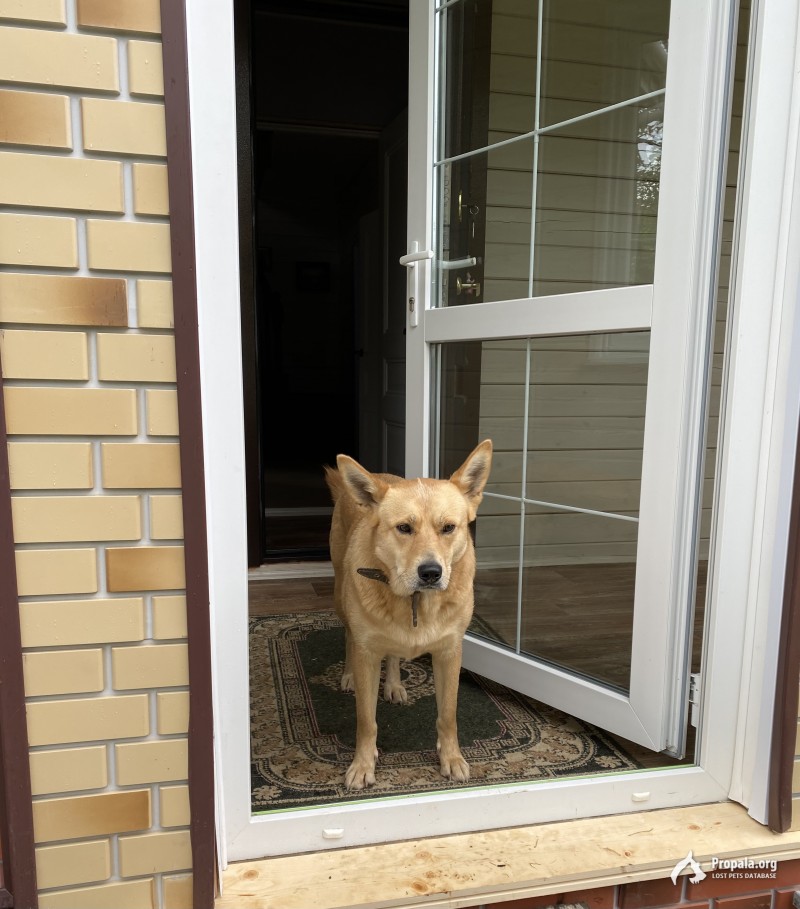 Пропала собака