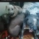 Пропала собака породы ксолоитцкуинтли