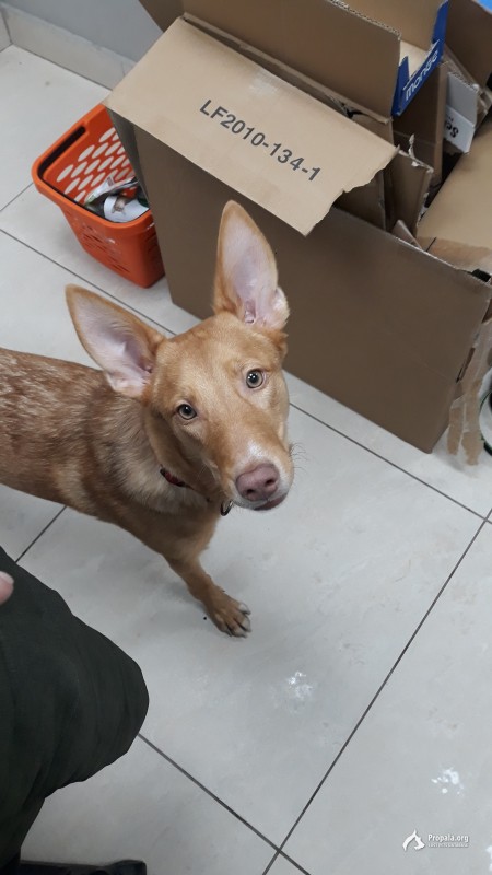 Найдена собака в Перово