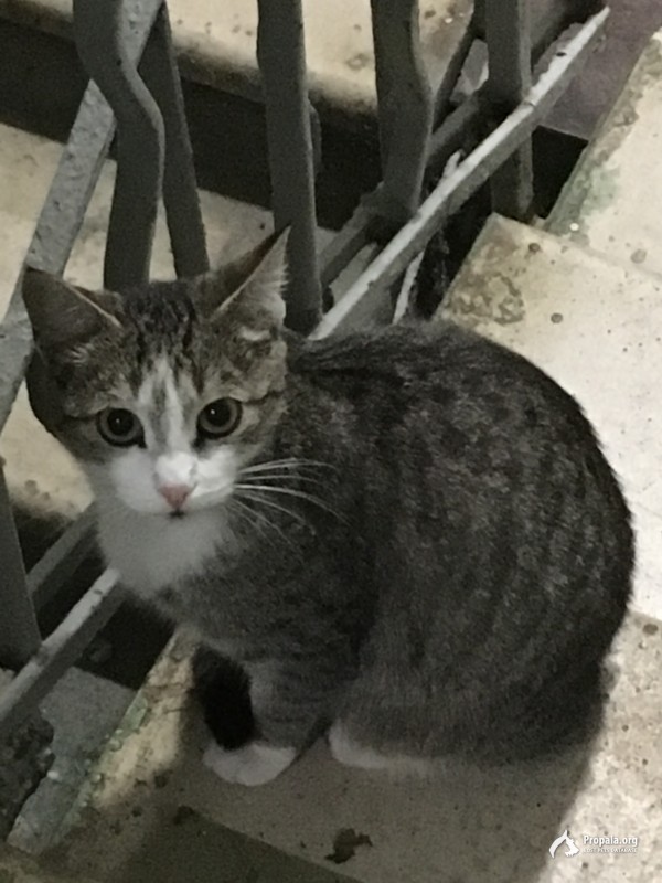 Найдена кошка метро Академическая