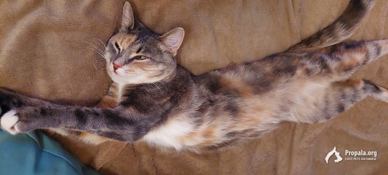 Пропала кошка