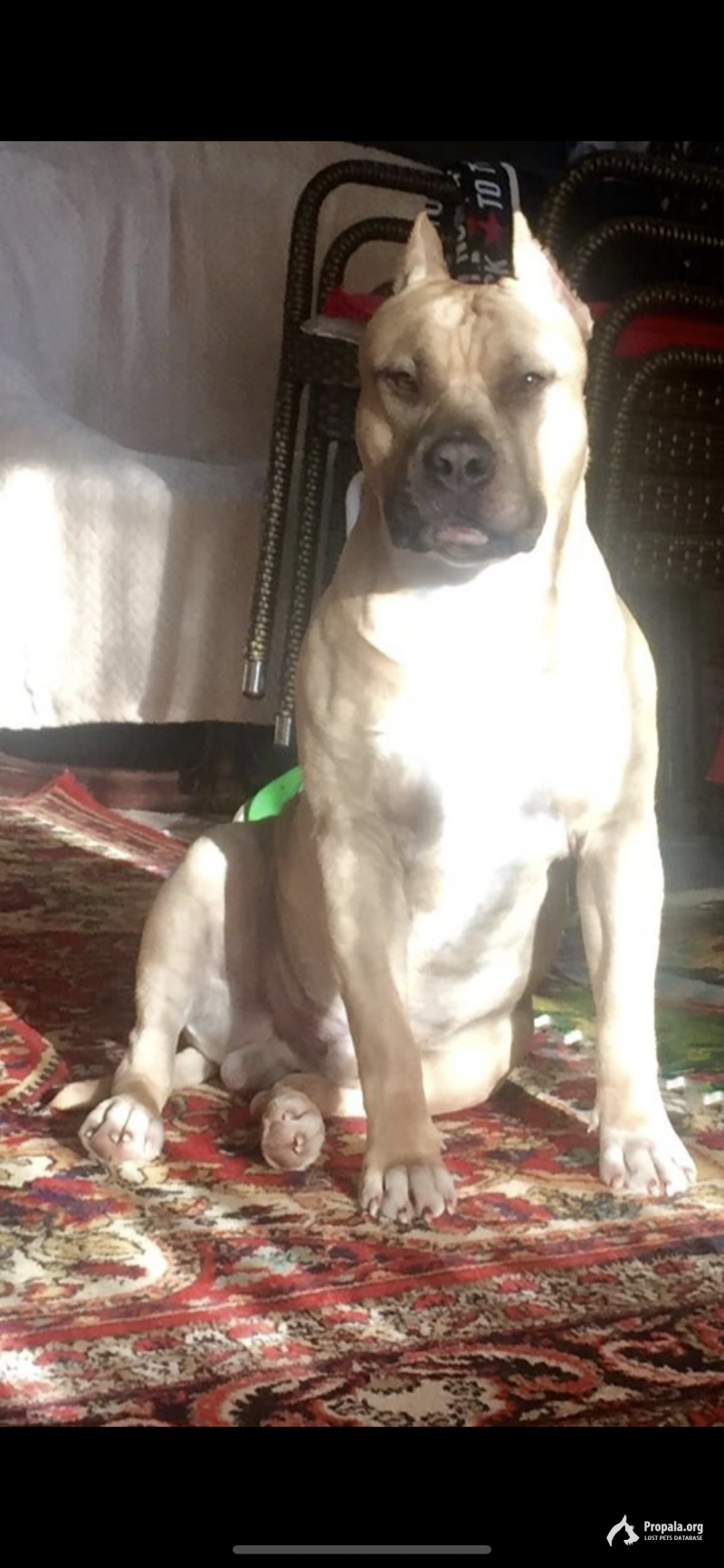 Пропала собака, Американский стаффордширский терьер