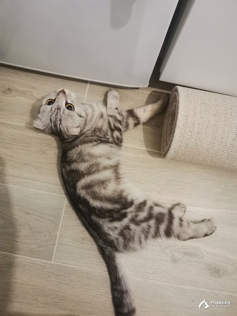 Найден котенок девочка
