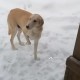 Пропала собака породы Русская гончая