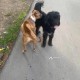  Найдена  черная собака в Орехово- Зуево  МО