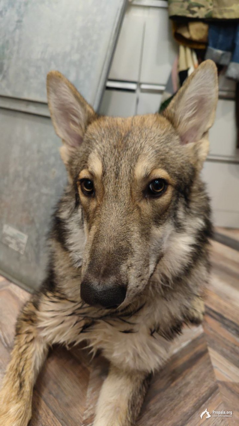 Срочный поиск!!