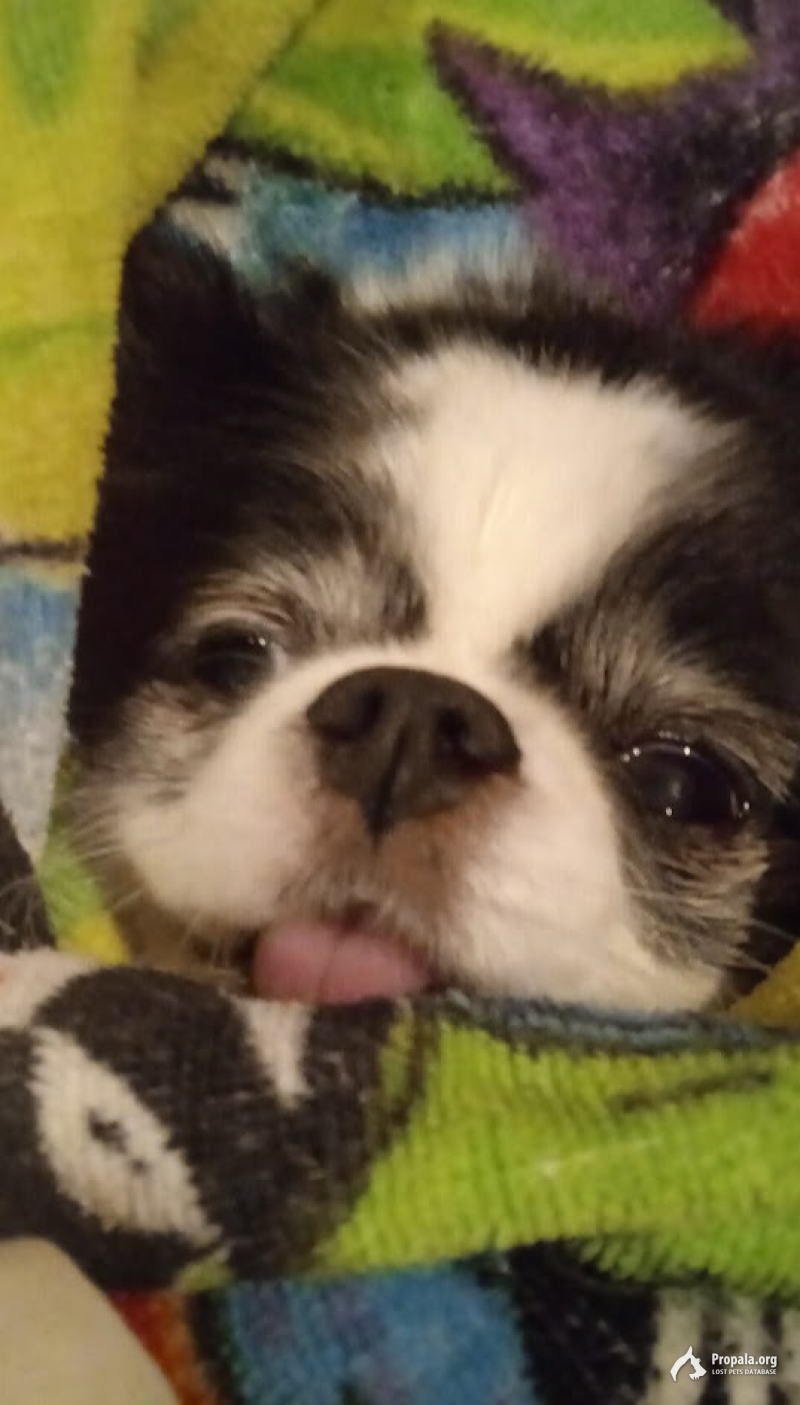 Пропала собака Туся