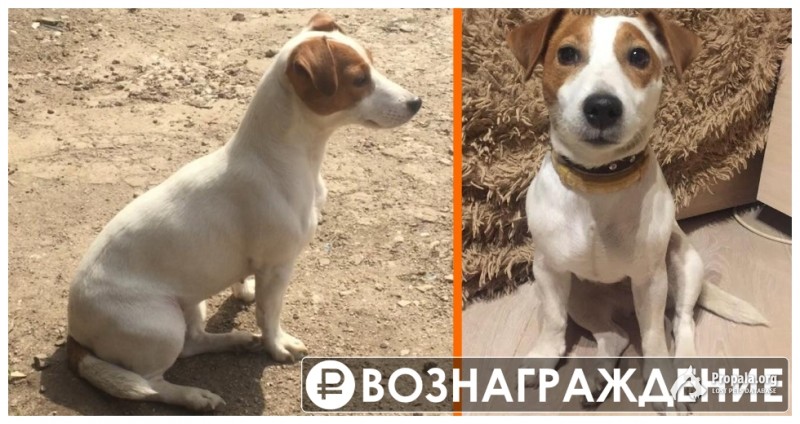 Пропала собака Джек рассел терьер