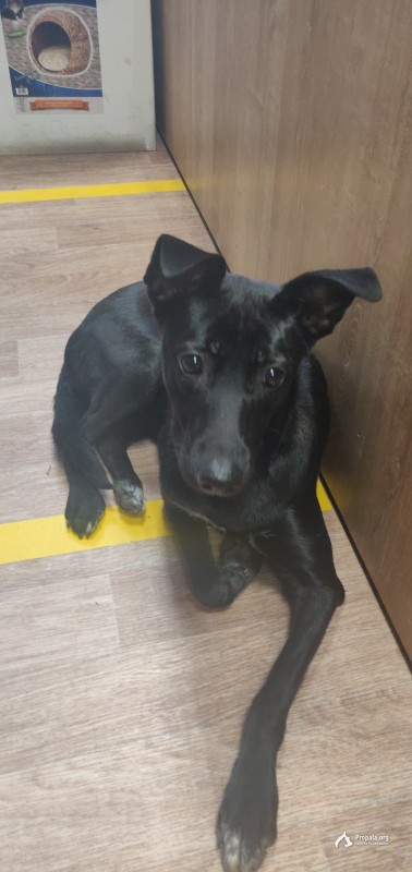 Собака из семьи,на морозе не выдержит