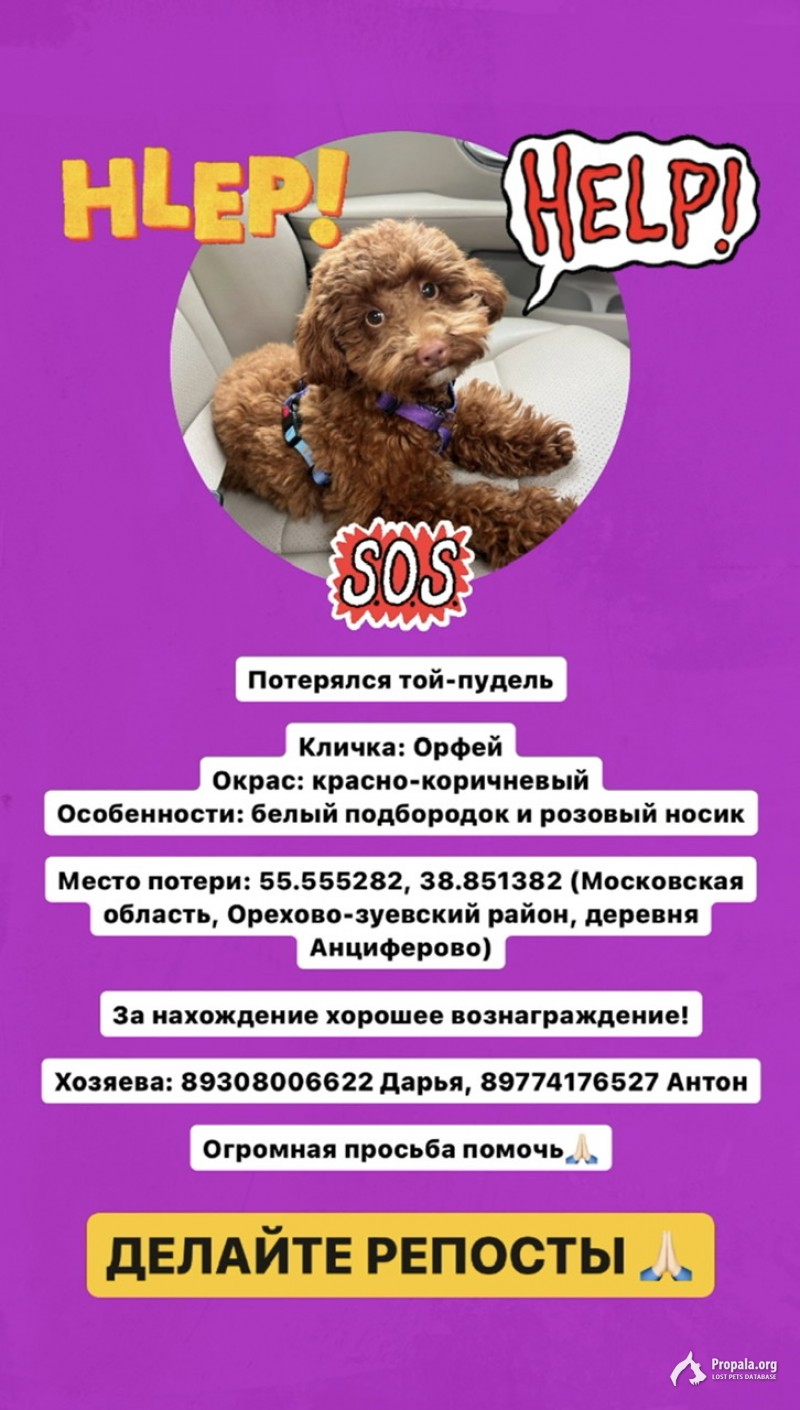 Пожалуйста, помогите найти собаку