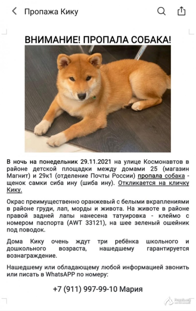 ПРОПАЛА СИБА ИНУ В МОСКОВСКОМ РАЙОНЕ.