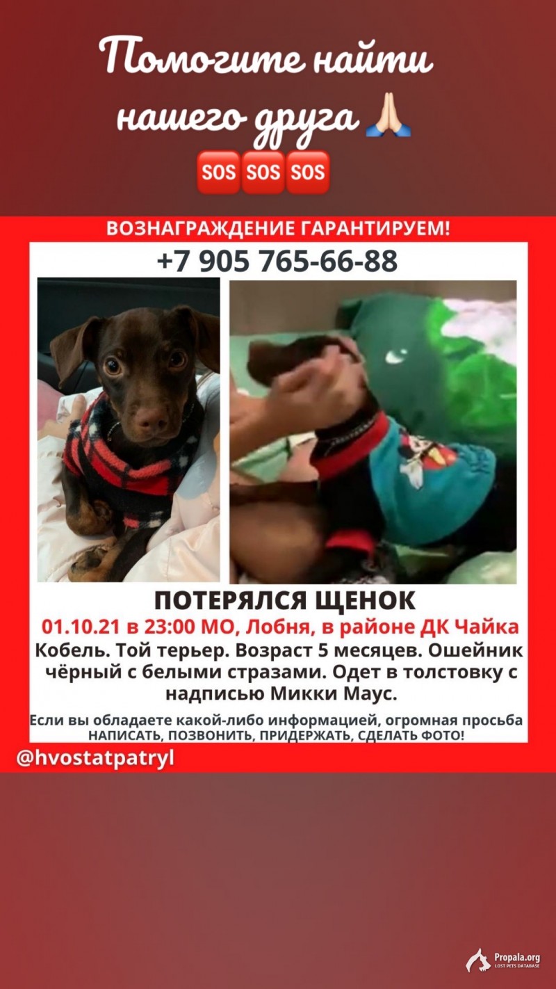 Пропал щенок