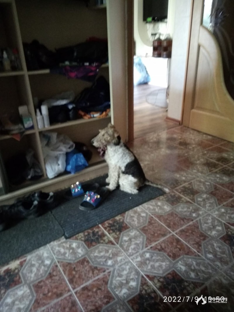 Потерялась собака