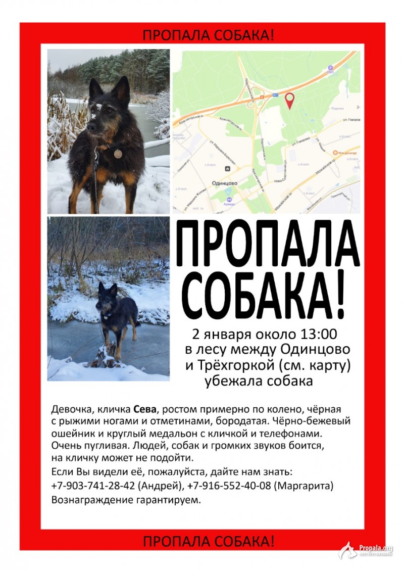 МО, ОДИНЦОВО - ПРОПАЛА СОБАКА
