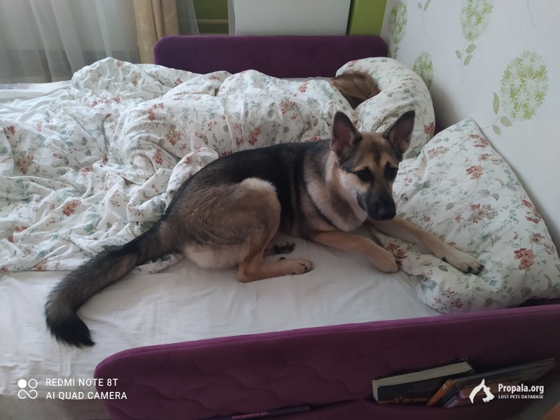 Пропала собака-щенок 8мес.