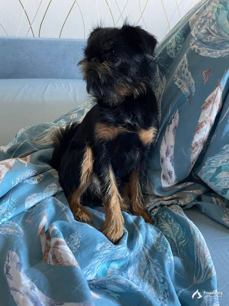 Потерялась собака