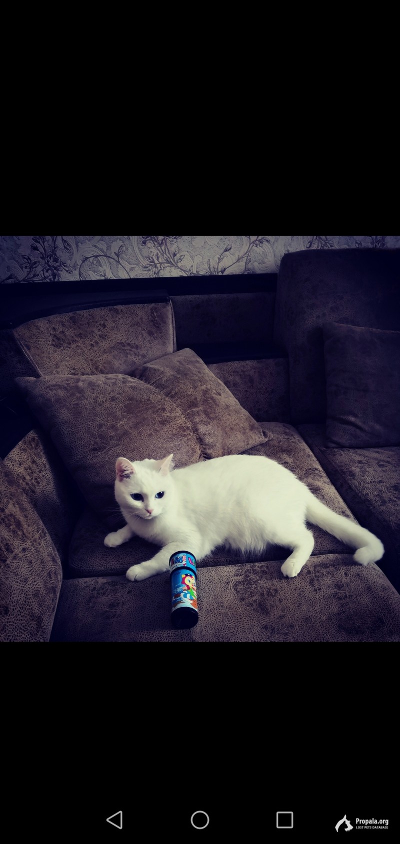 Помогите найти кошку!