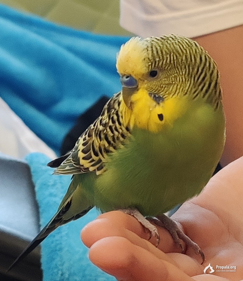 НАЙДЕН ВОЛНИСТЫЙ ПОПУГАЙ МАЛЬЧИК