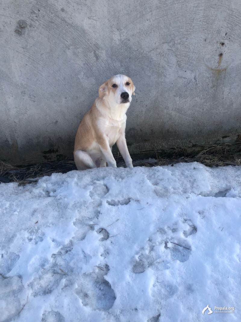 Найден щенок