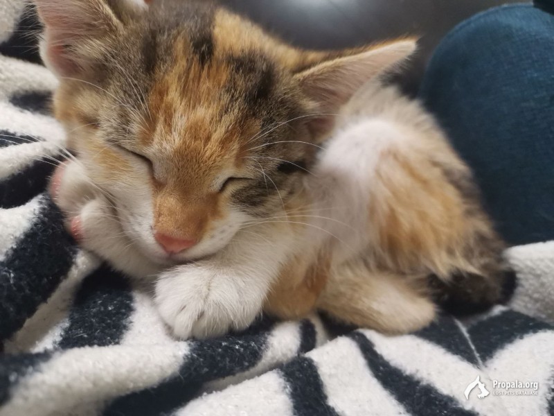 В добрые, заботливые руки