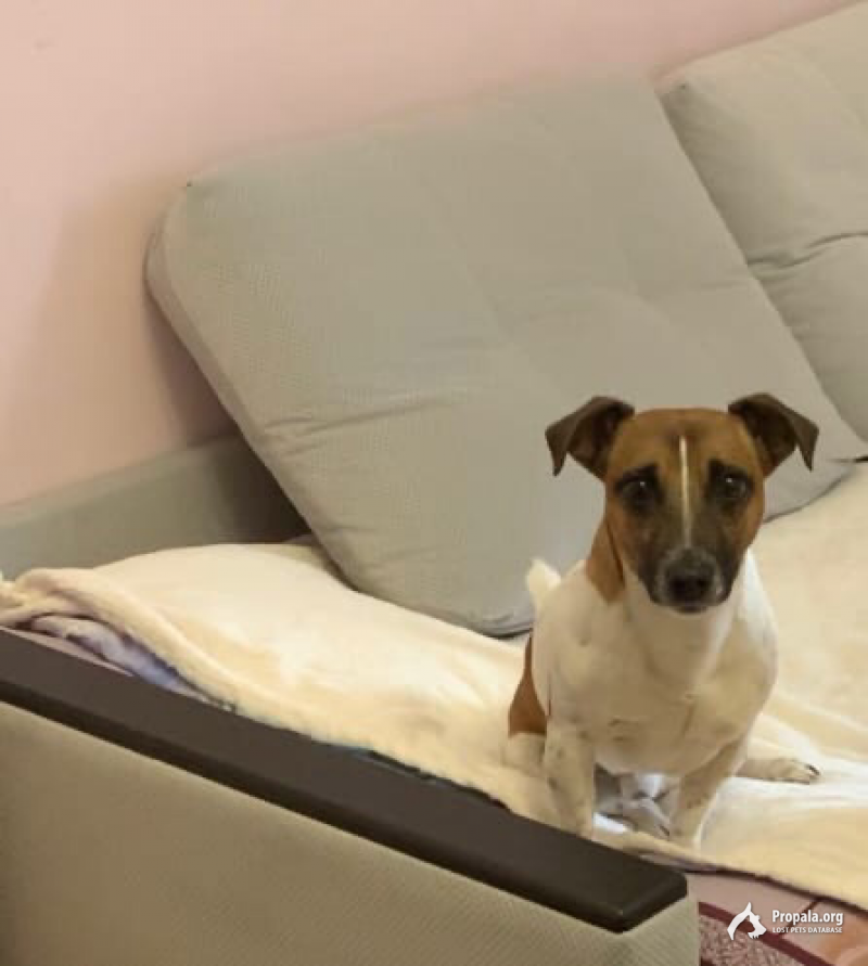 ПРОПАЛА СОБАКА!!!21.06.2021