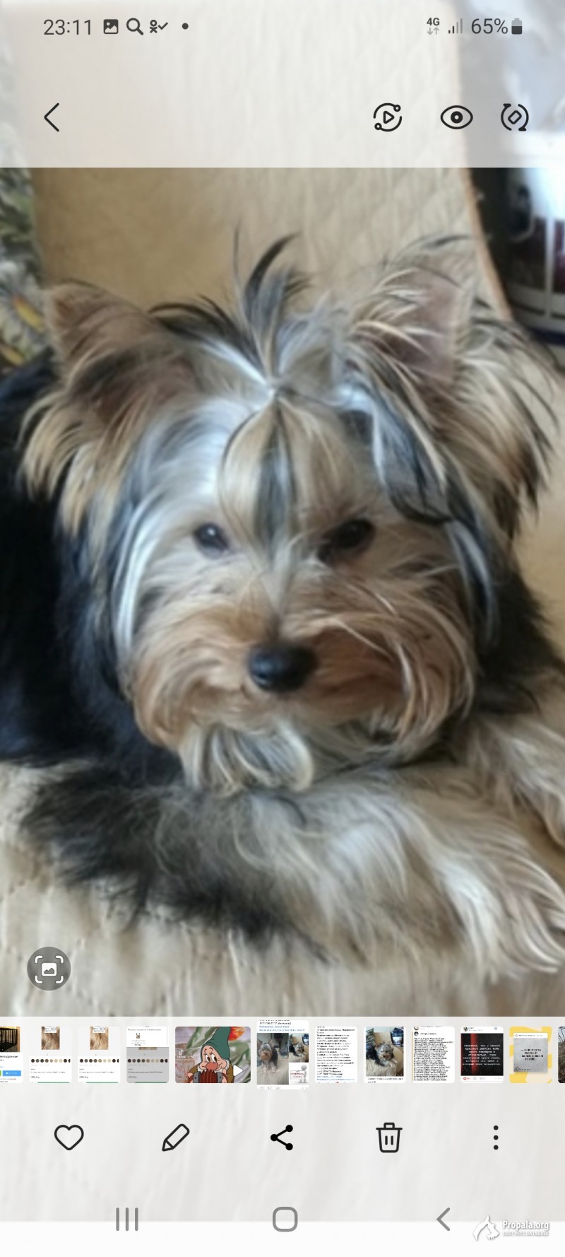 Внимание! Пропала собака!!!