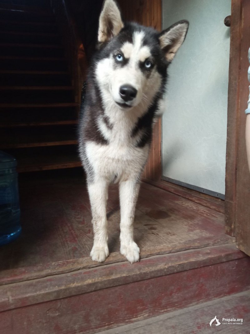 Найдена хаски