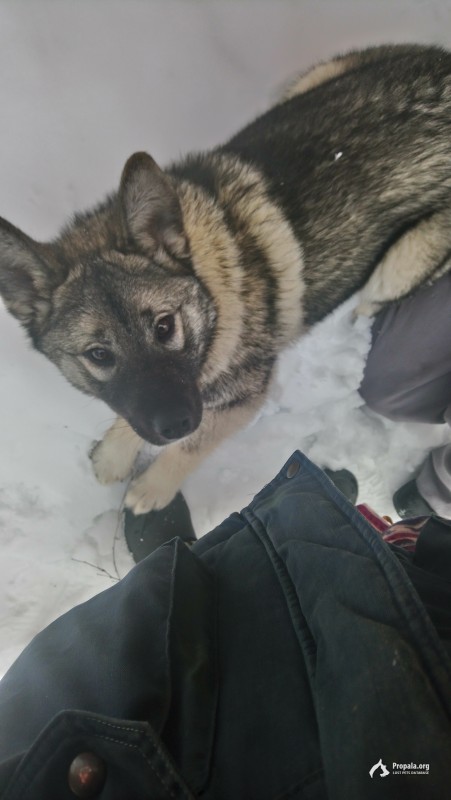 Пропала собака МО г.о.Истра