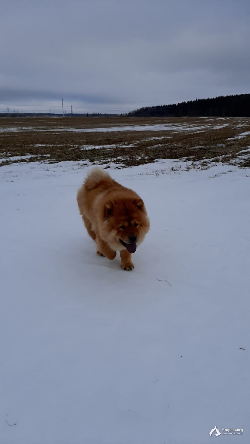 Пропала ЧАУ ЧАУ