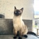 Пропала кошка❗️ Очень просим вернуть