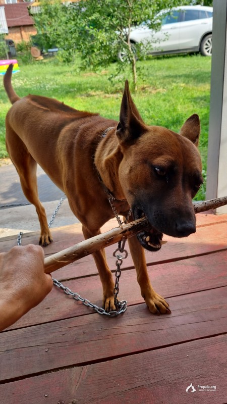 Пропала собака, тайский риджбек