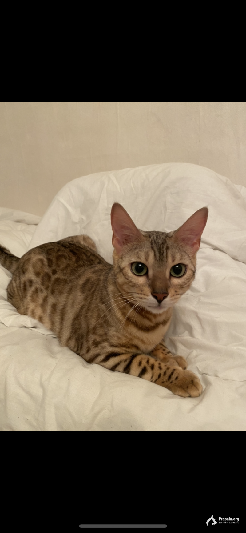 Пропала кошка!!! Бенгал. Отзывается на кличку Нала.