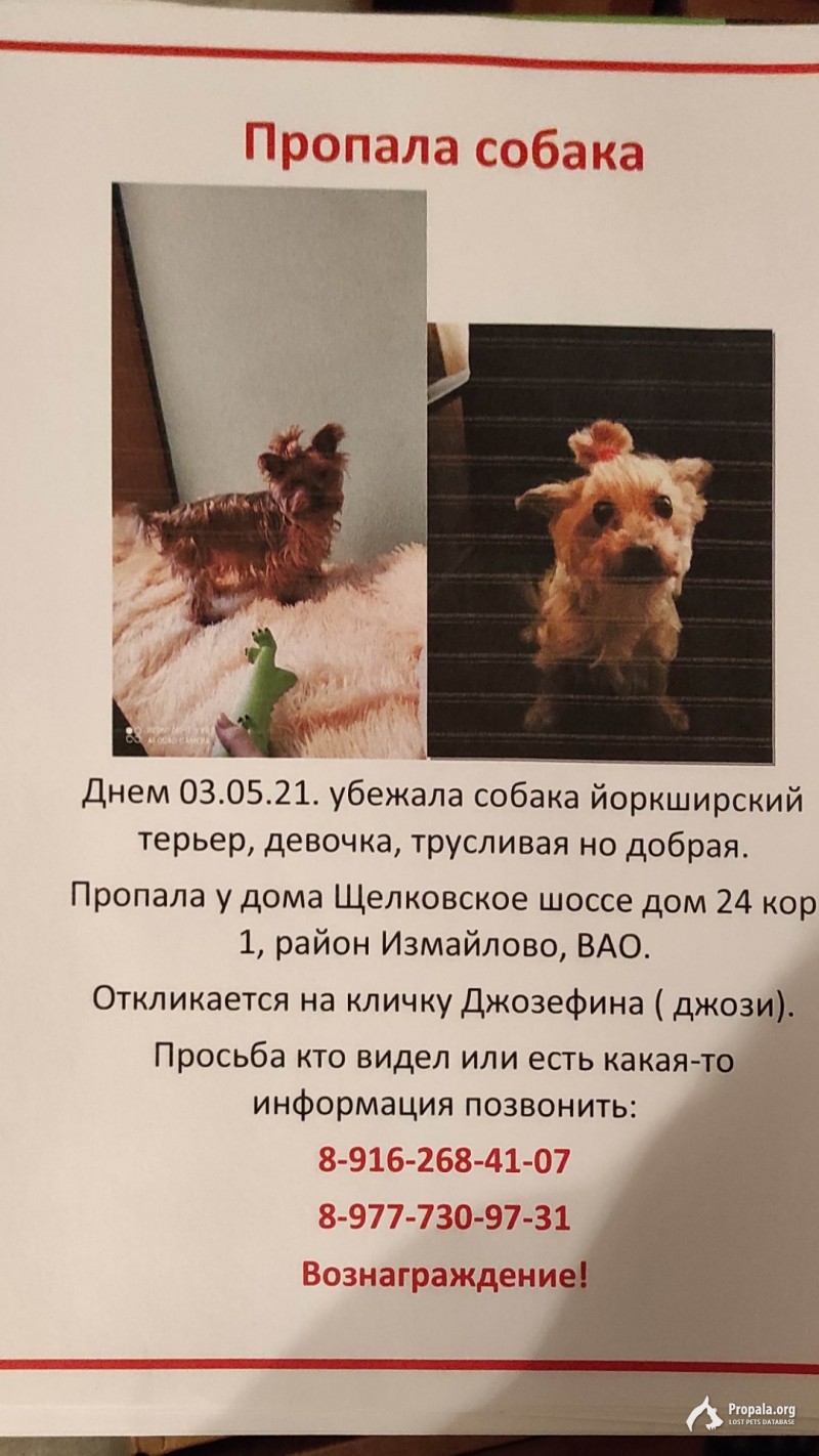 Пропала собака Йорк терьер девочка