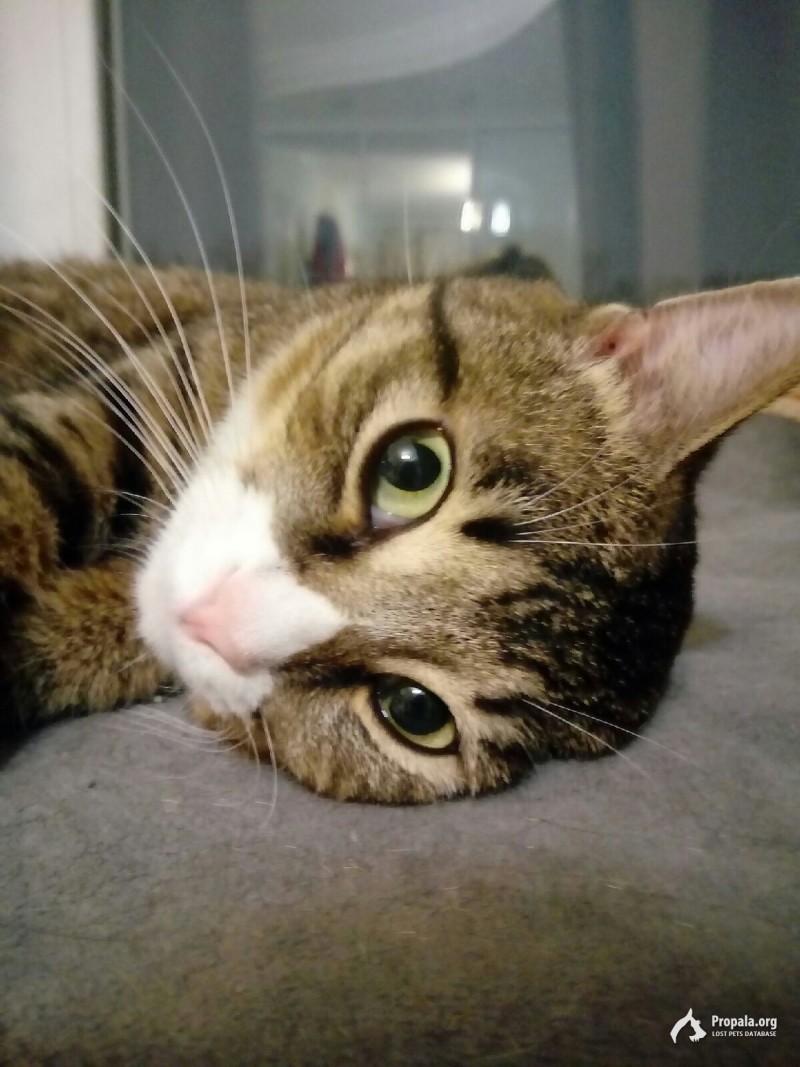 ПРОПАЛ КОТ ТИША